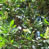 Mangifera zeylanica (Blume) Hook.f.